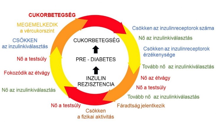 kezeletlen inzulinrezisztencia